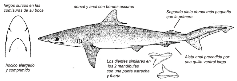 Rhizoprionodon acutus_01